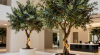 celebrity inspired olive trees