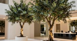 celebrity inspired olive trees